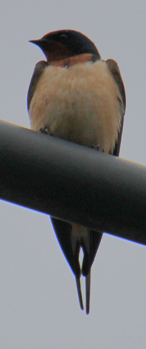 Barn Swallow (American) - ML618519627