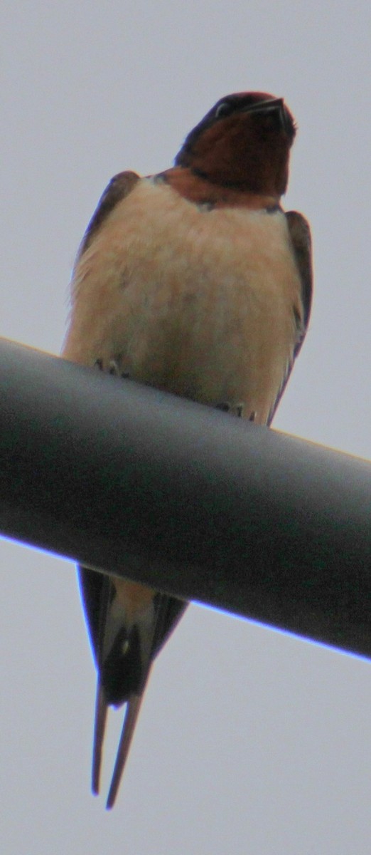 Barn Swallow (American) - ML618519628