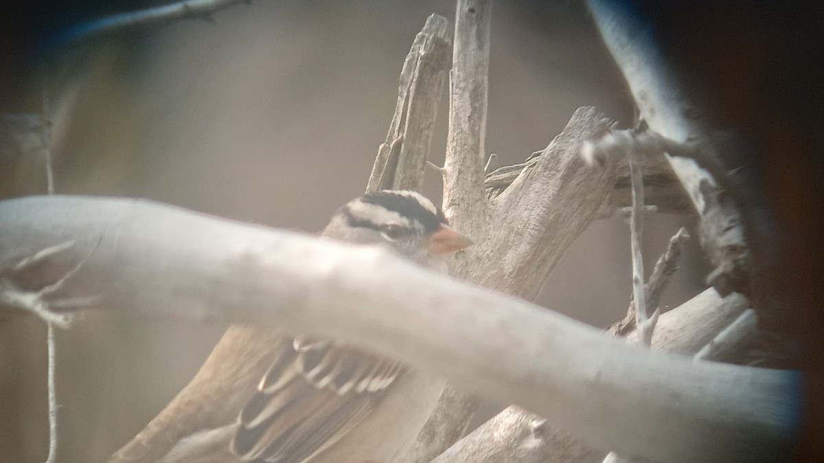 White-crowned Sparrow (Gambel's) - ML618519664