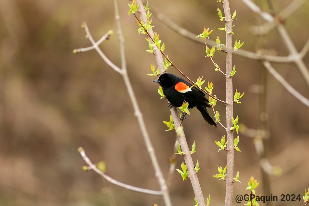 Red-winged Blackbird - ML618519679