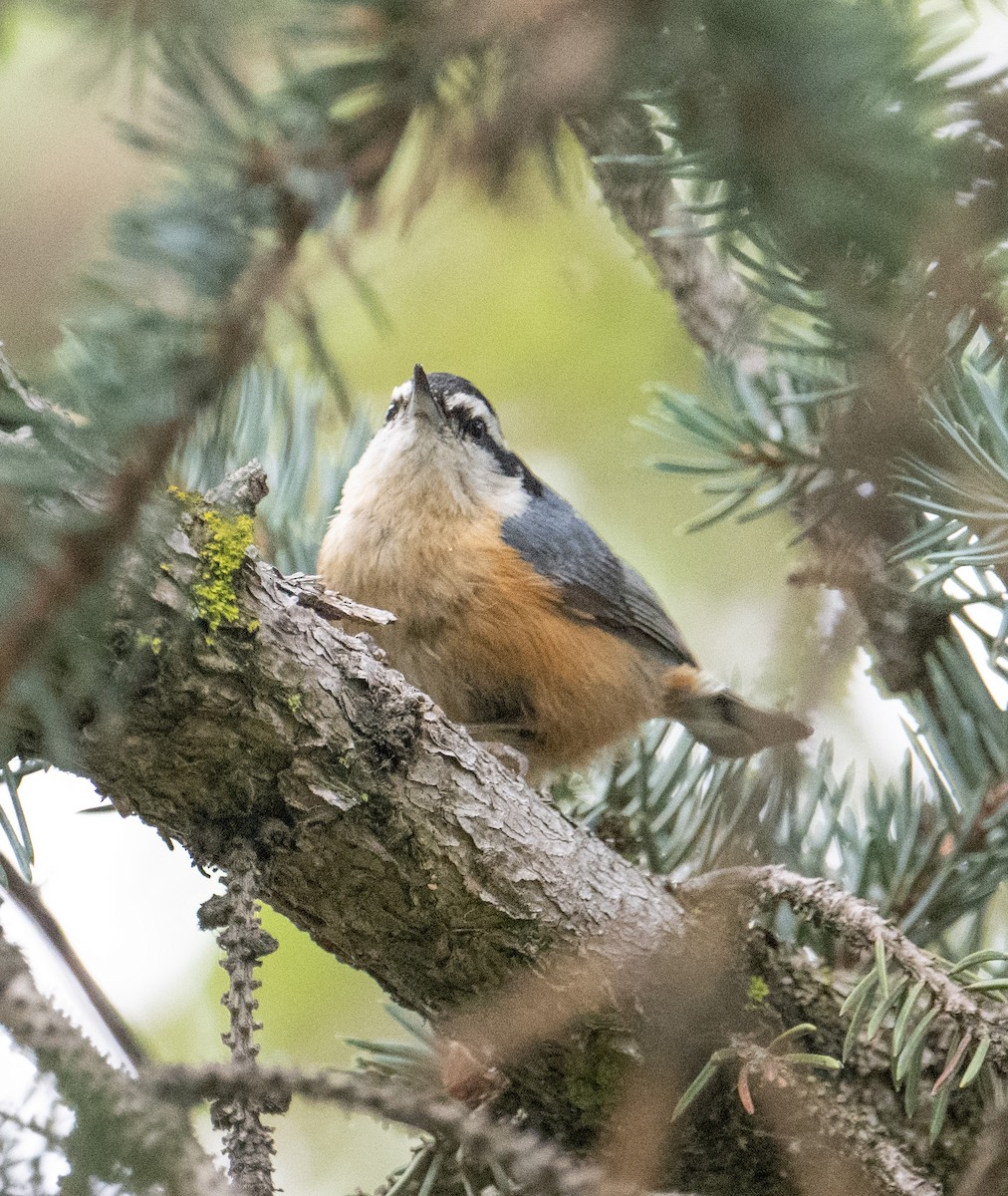Red-breasted Nuthatch - ML618519691