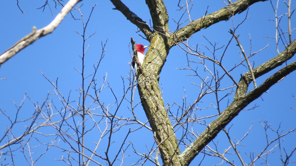 Red-headed Woodpecker - ML618519696
