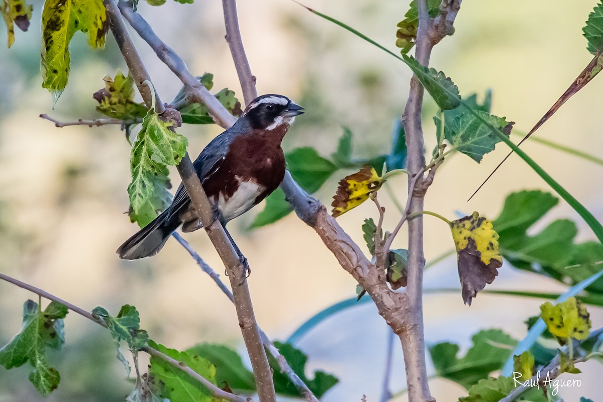 Black-and-chestnut Warbling Finch - ML618519697