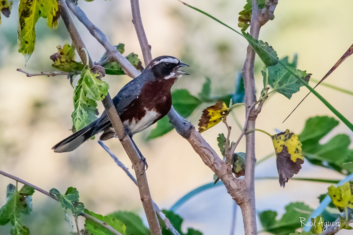 Black-and-chestnut Warbling Finch - ML618519698