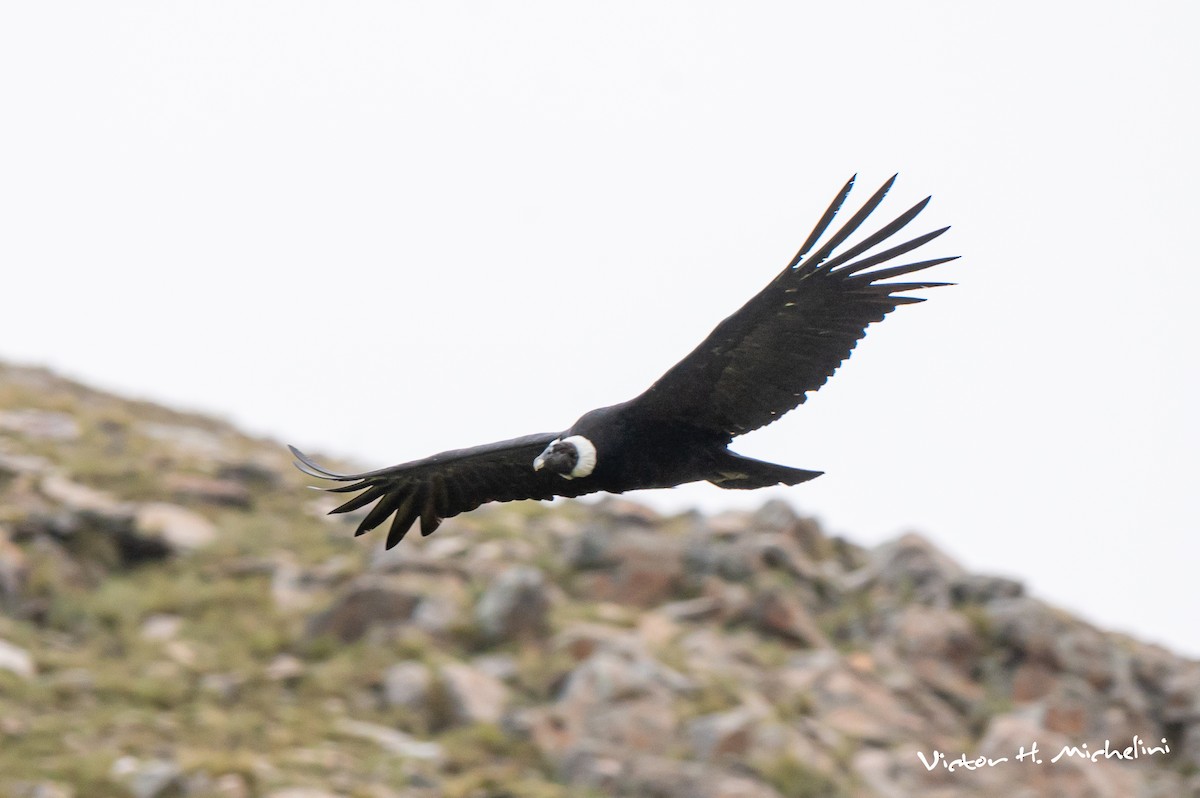 Andean Condor - ML618519724