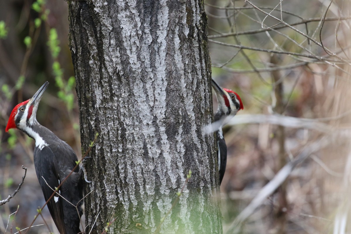 Pileated Woodpecker - ML618519741