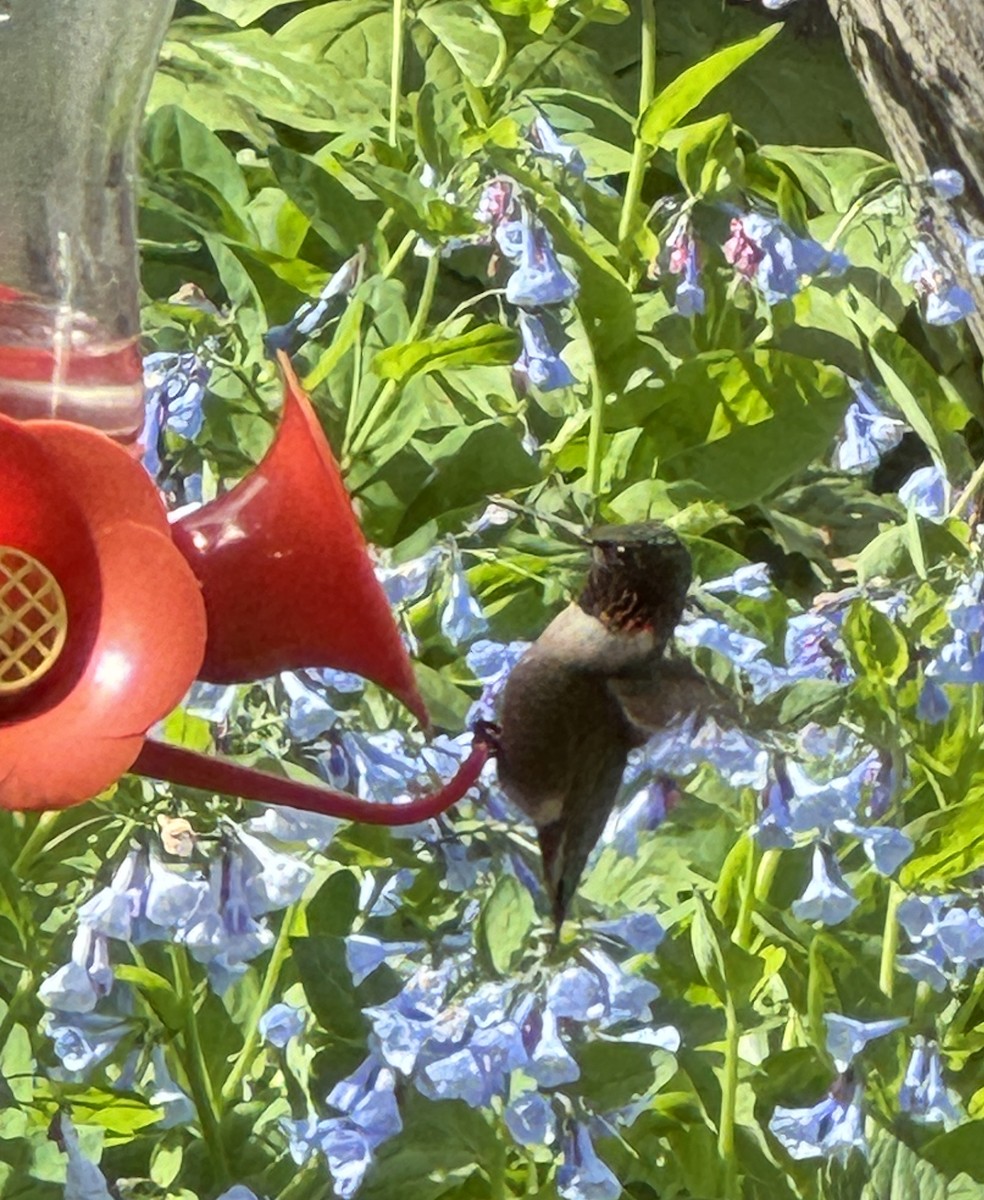 Ruby-throated Hummingbird - ML618519755