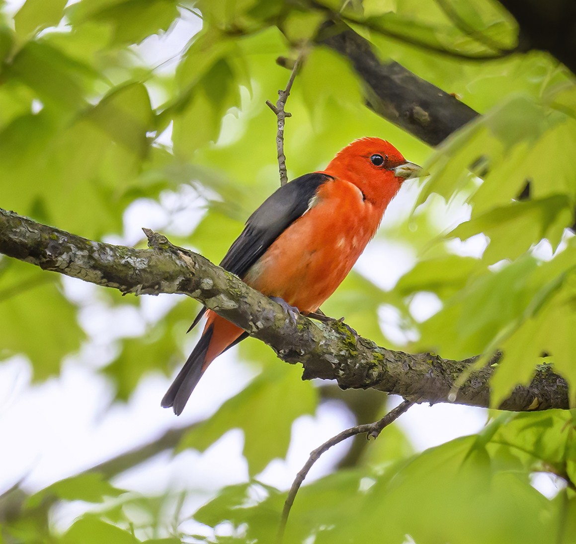 Scarlet Tanager - ML618519791