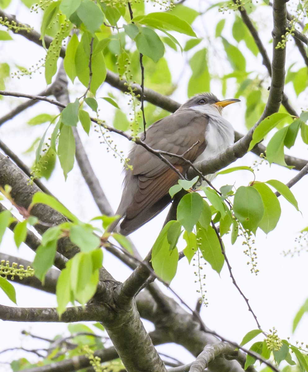 Yellow-billed Cuckoo - ML618519796