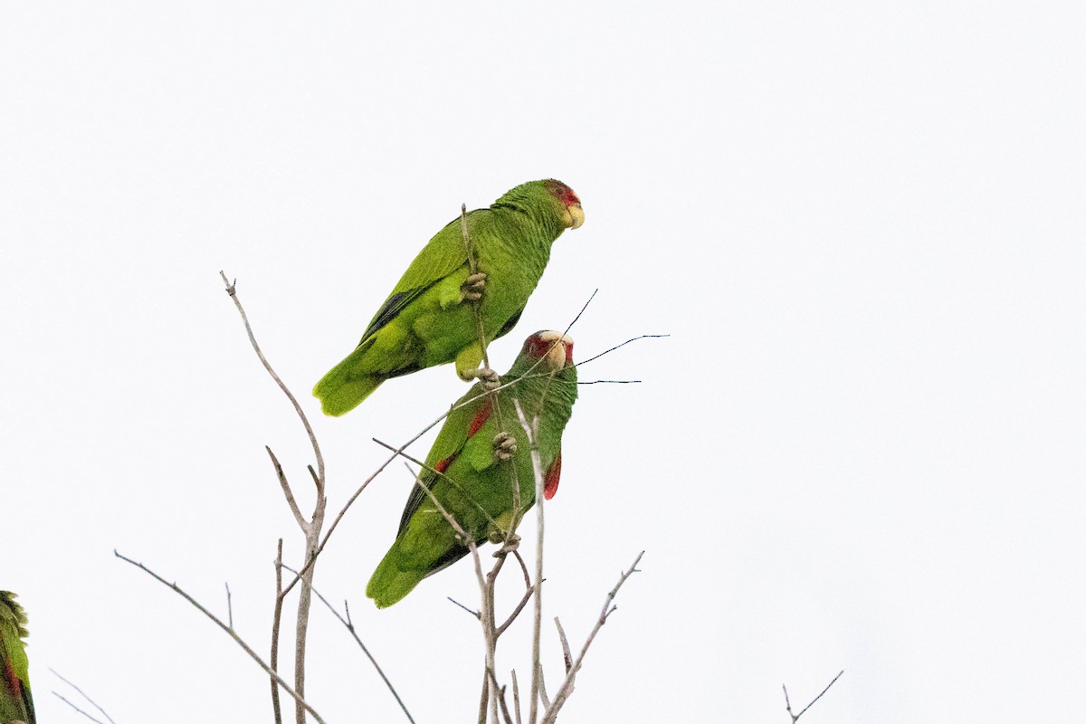 White-fronted Parrot - Eric Gustafson