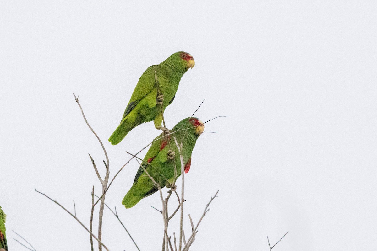 White-fronted Parrot - Eric Gustafson