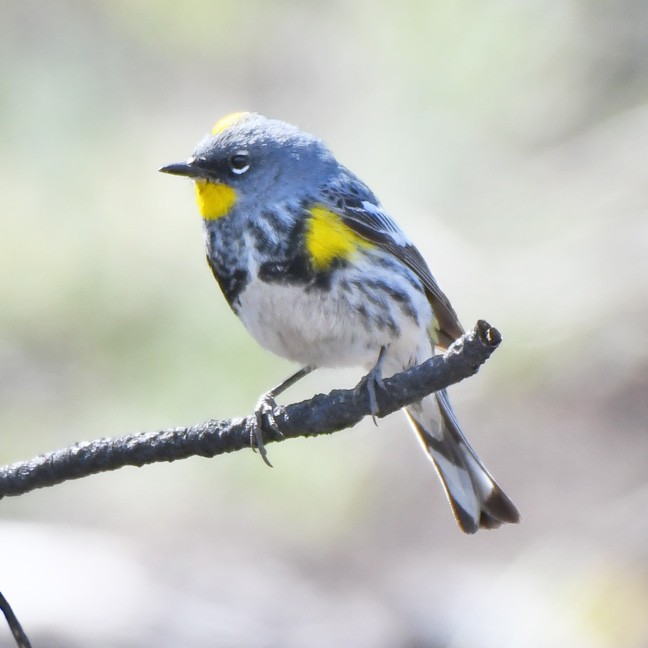 Yellow-rumped Warbler (Audubon's) - ML618519901