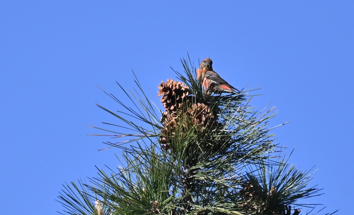 Red Crossbill (Ponderosa Pine or type 2) - ML618519936
