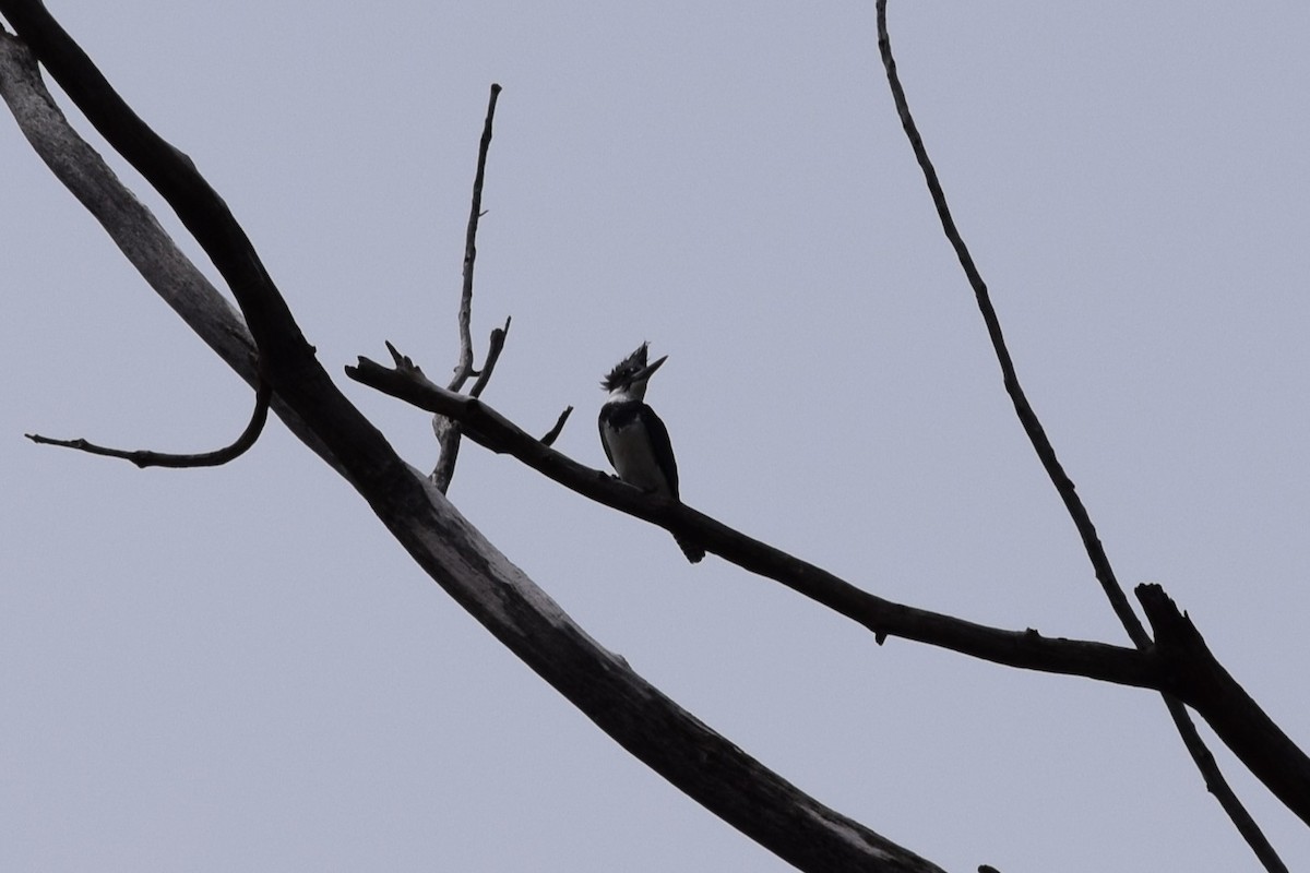 Belted Kingfisher - ML618519962