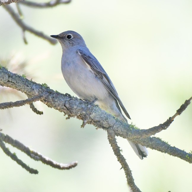 Townsend's Solitaire - ML618519976