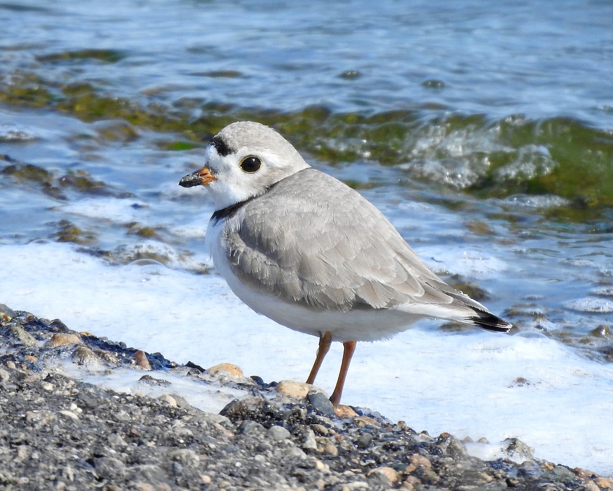 Piping Plover - ML618520078
