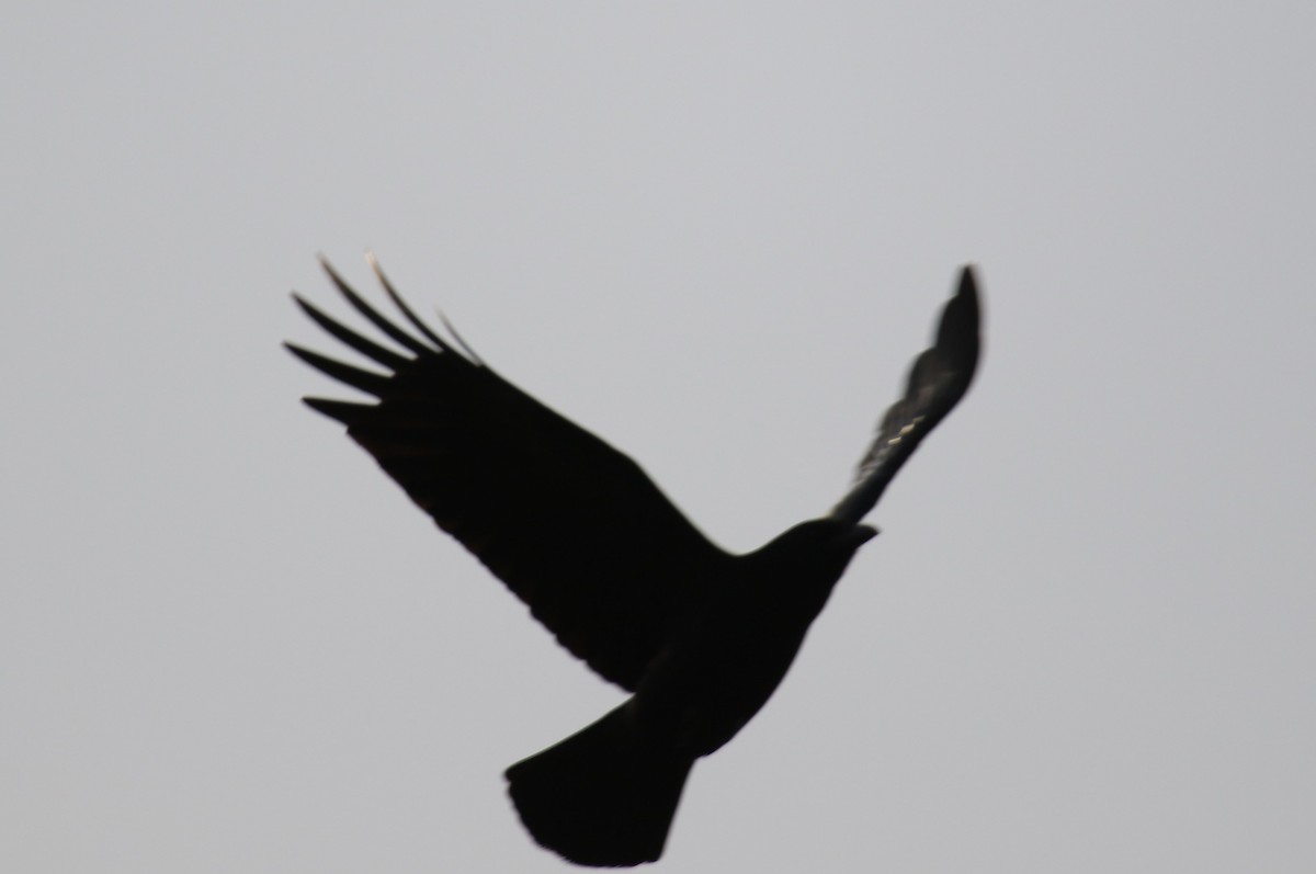 American Crow - ML618520116