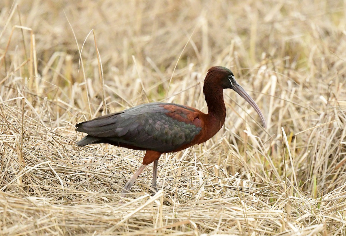 ibis hnědý - ML618520184