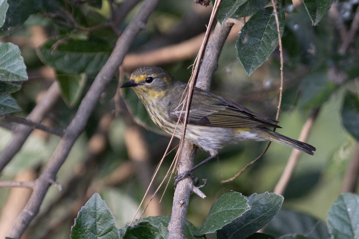 Cape May Warbler - ML618520187