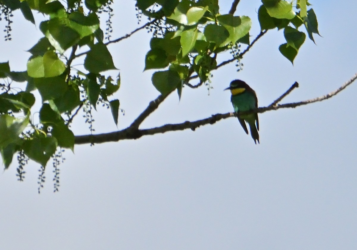 European Bee-eater - ML618520218