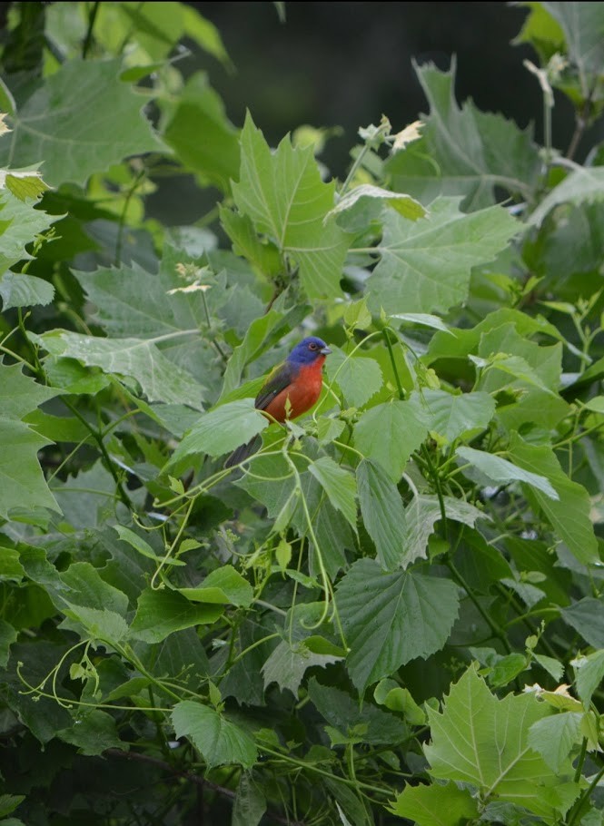 Painted Bunting - ML618520220