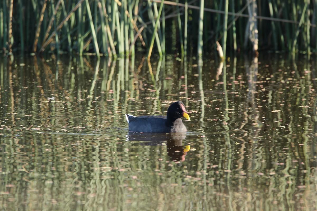 Red-fronted Coot - ML618520380