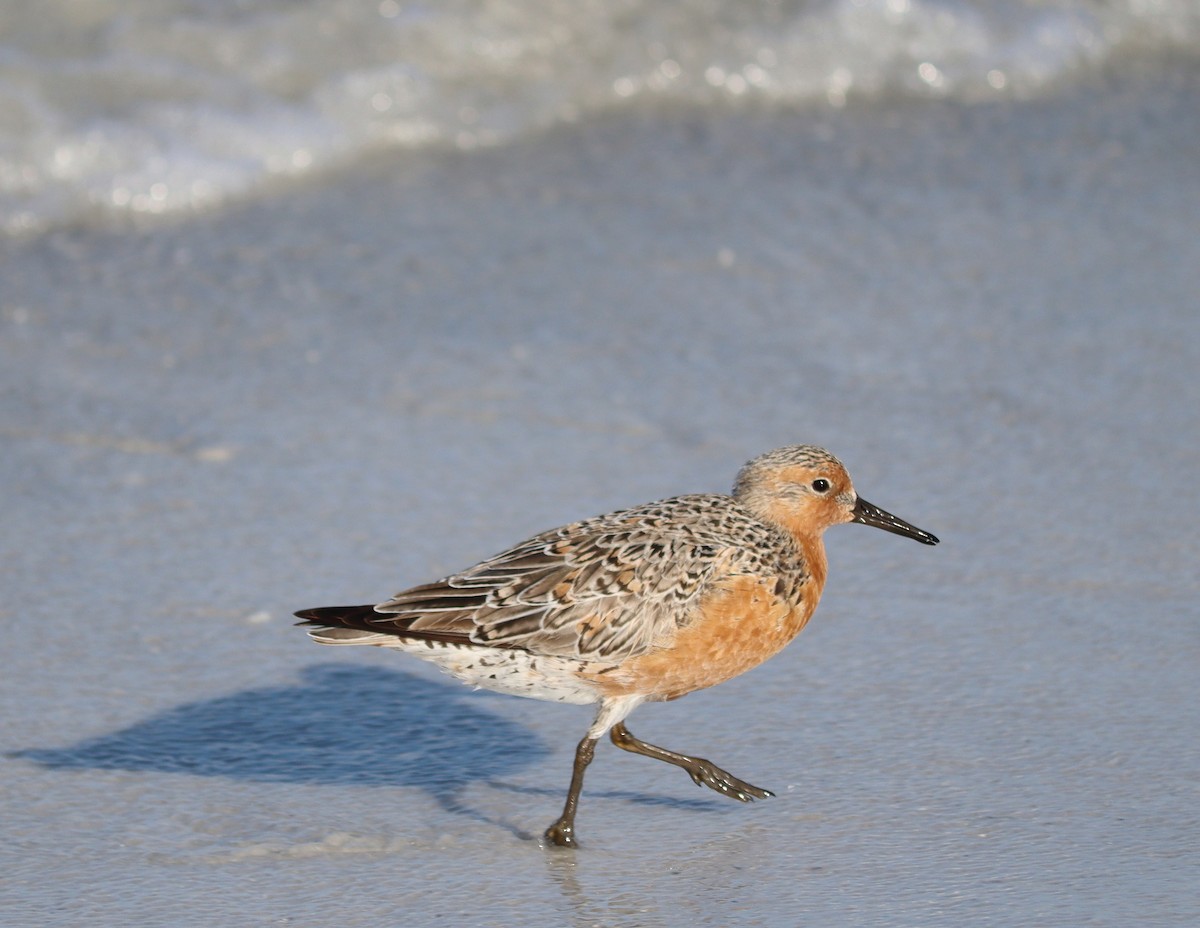 Red Knot - ML618520393