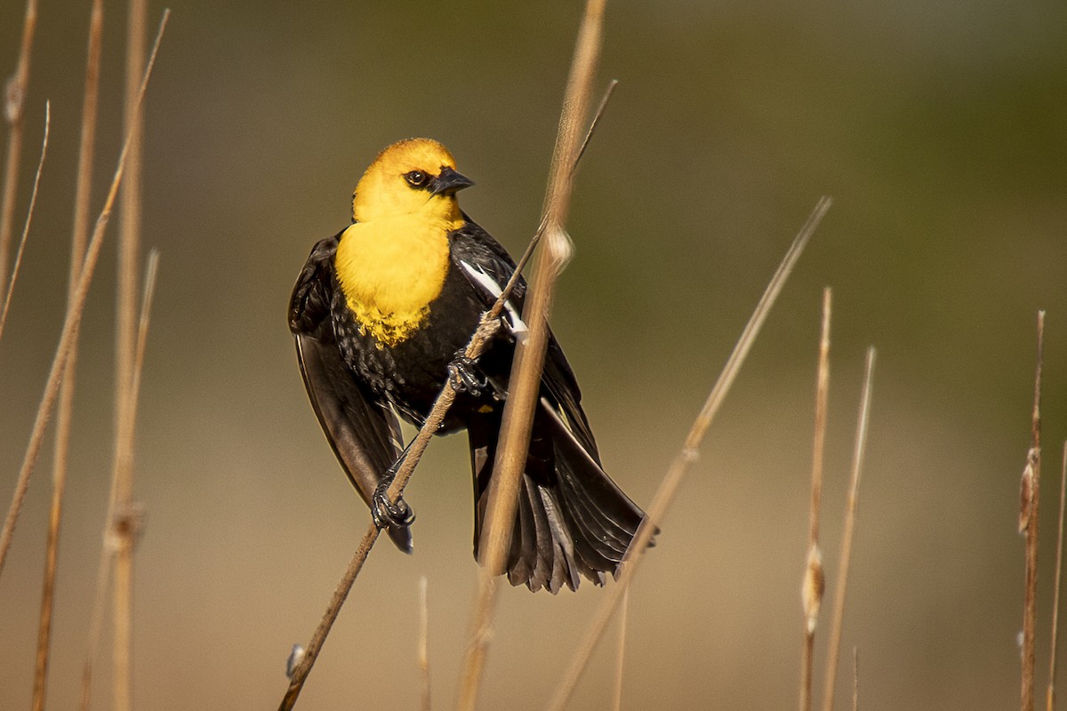 Yellow-headed Blackbird - ML618520404