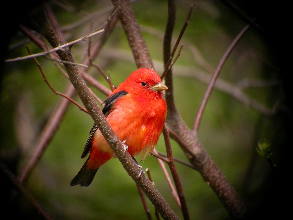 Scarlet Tanager - ML618520412