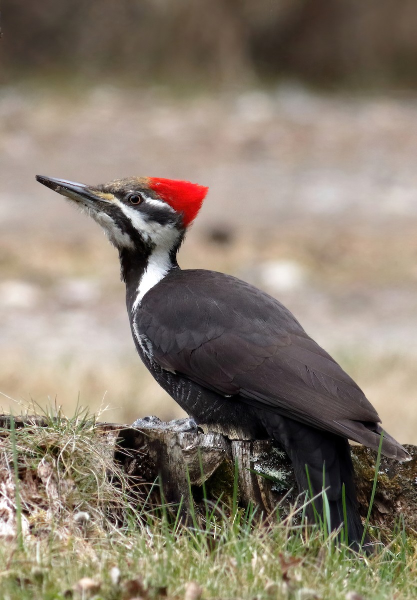 Pileated Woodpecker - ML618520461