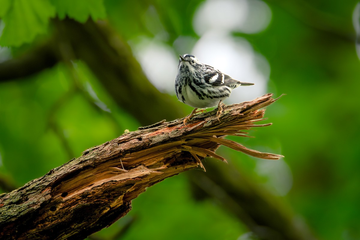 Black-and-white Warbler - ML618520478