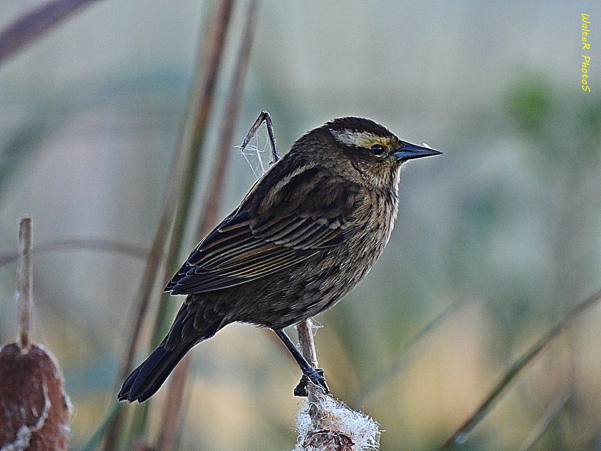 Yellow-winged Blackbird - Walter  Pedroso