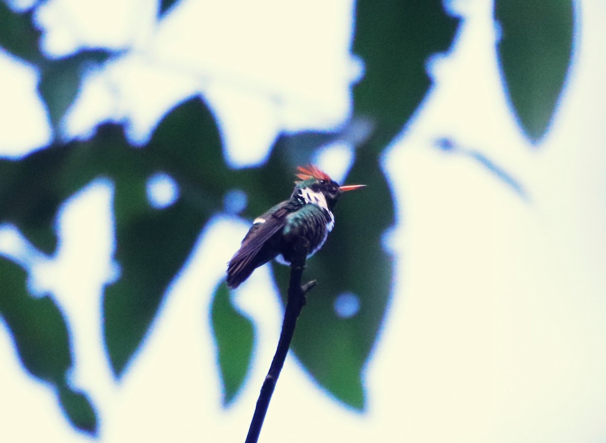 Frilled Coquette - ML618520500