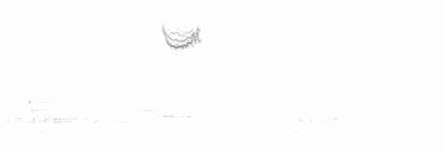 Белогорлая зонотрихия - ML618520507