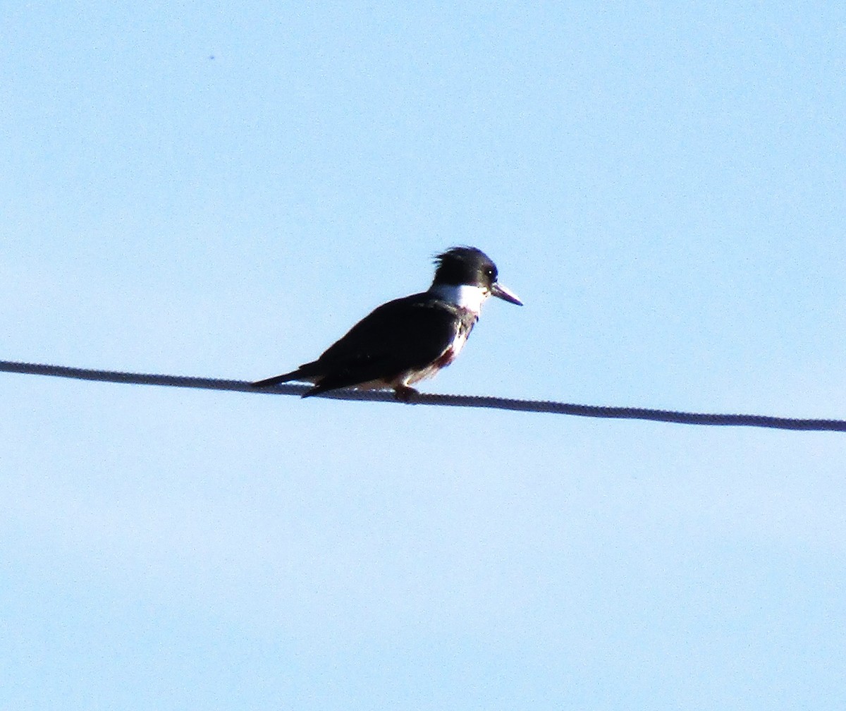 Belted Kingfisher - ML618520522