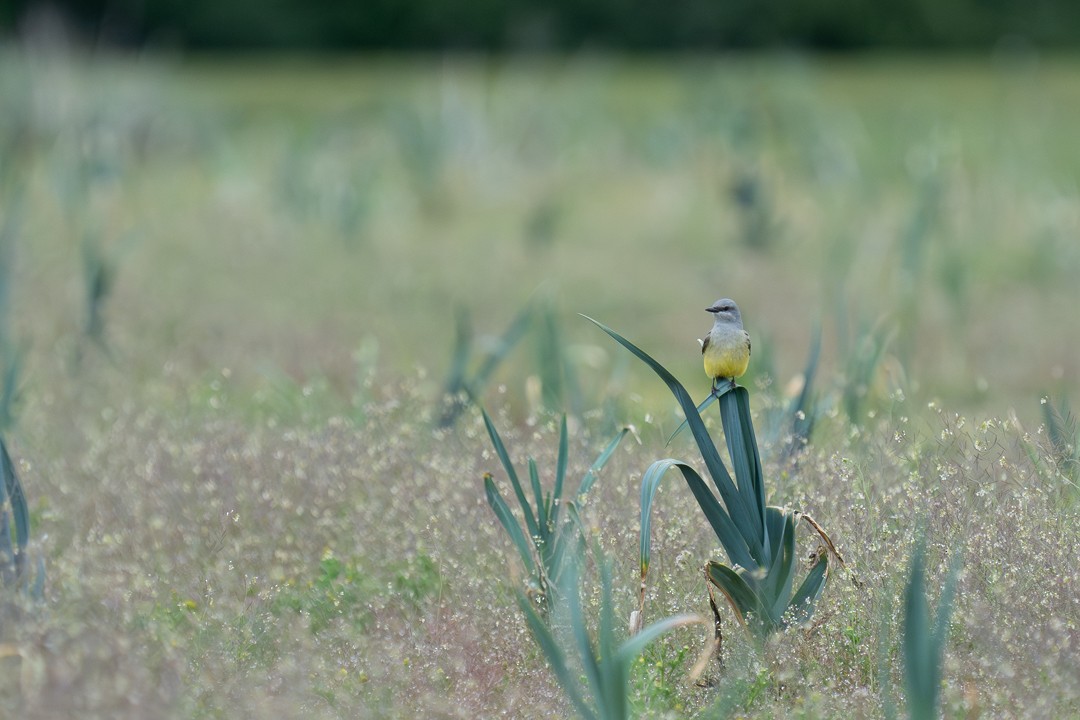 eBird Checklist - 5 May 2024 - Fife--Frank Albert Rd farms - 16 species