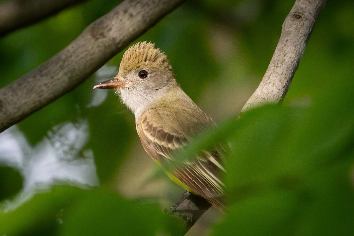 Great Crested Flycatcher - ML618520574