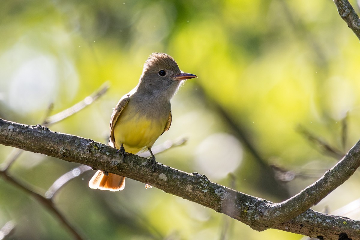 Great Crested Flycatcher - ML618520575