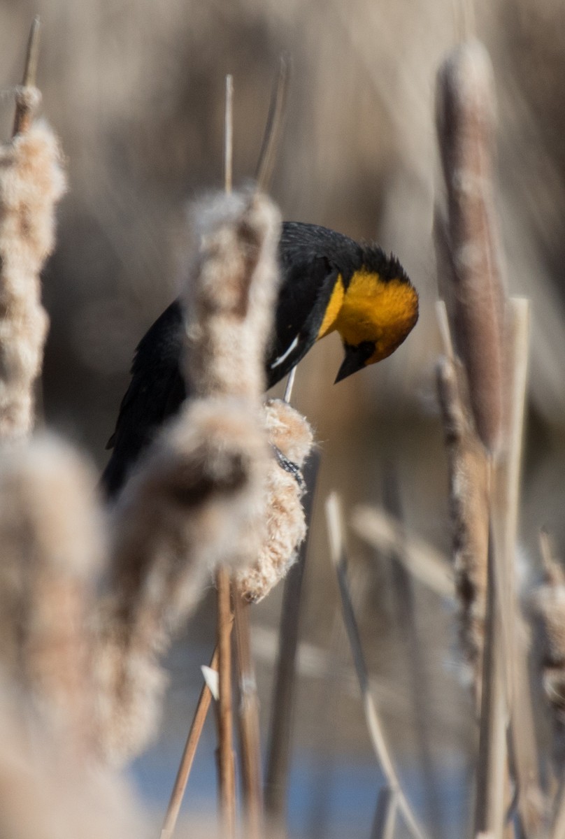 Yellow-headed Blackbird - ML618520602