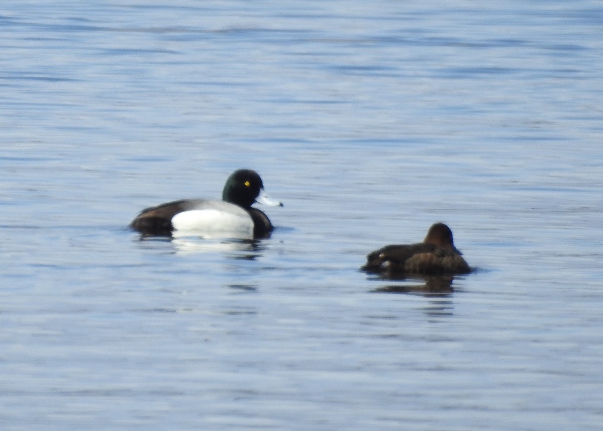 Greater Scaup - ML618520608