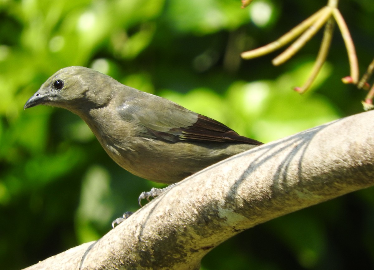 Palm Tanager - ML618520616