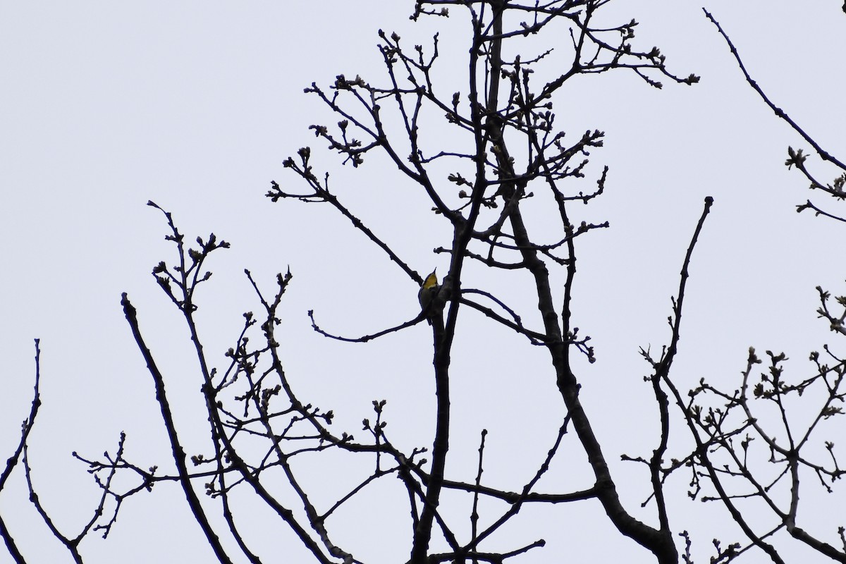 Yellow-throated Warbler - ML618520662