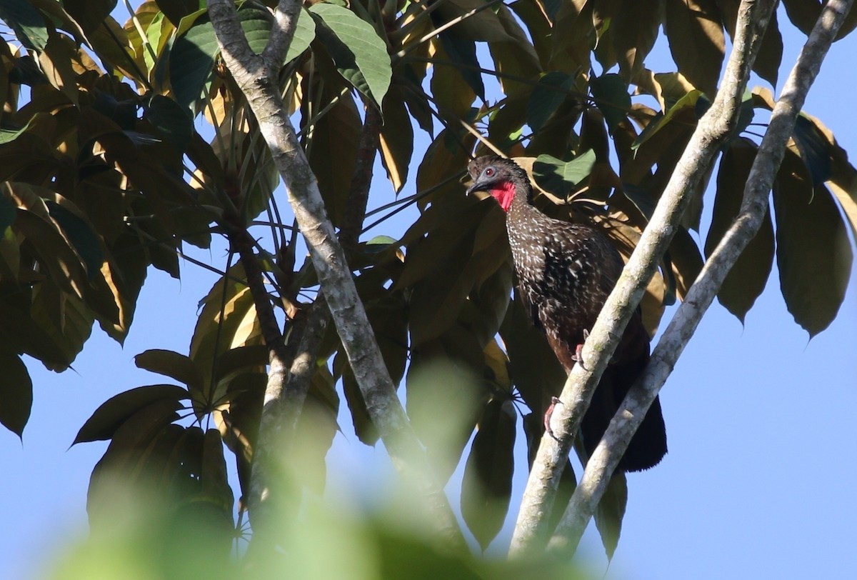 Crested Guan - ML618520697