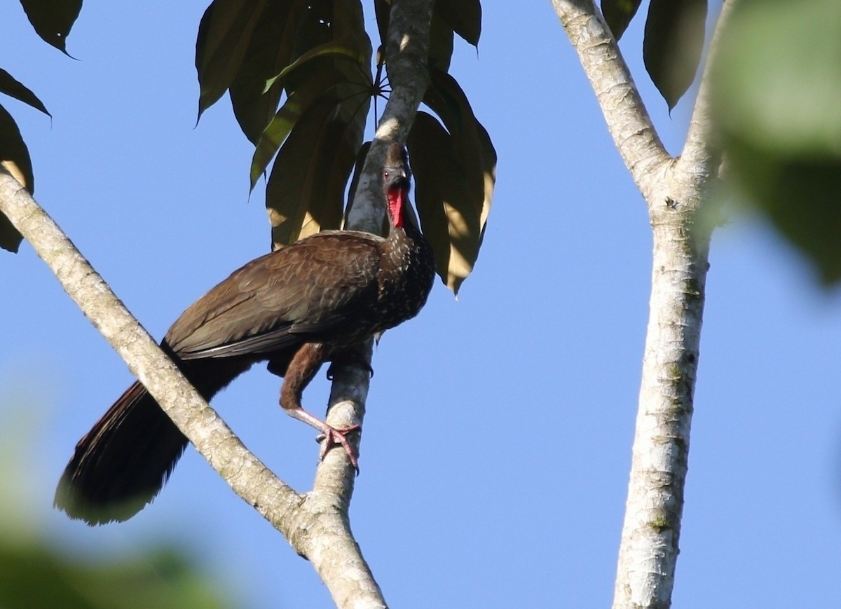 Crested Guan - ML618520703