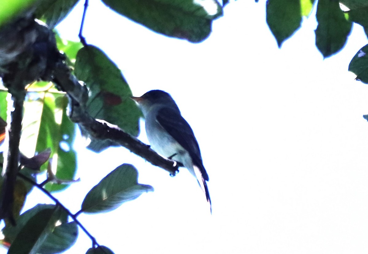 Southern Tropical Pewee - ML618520704