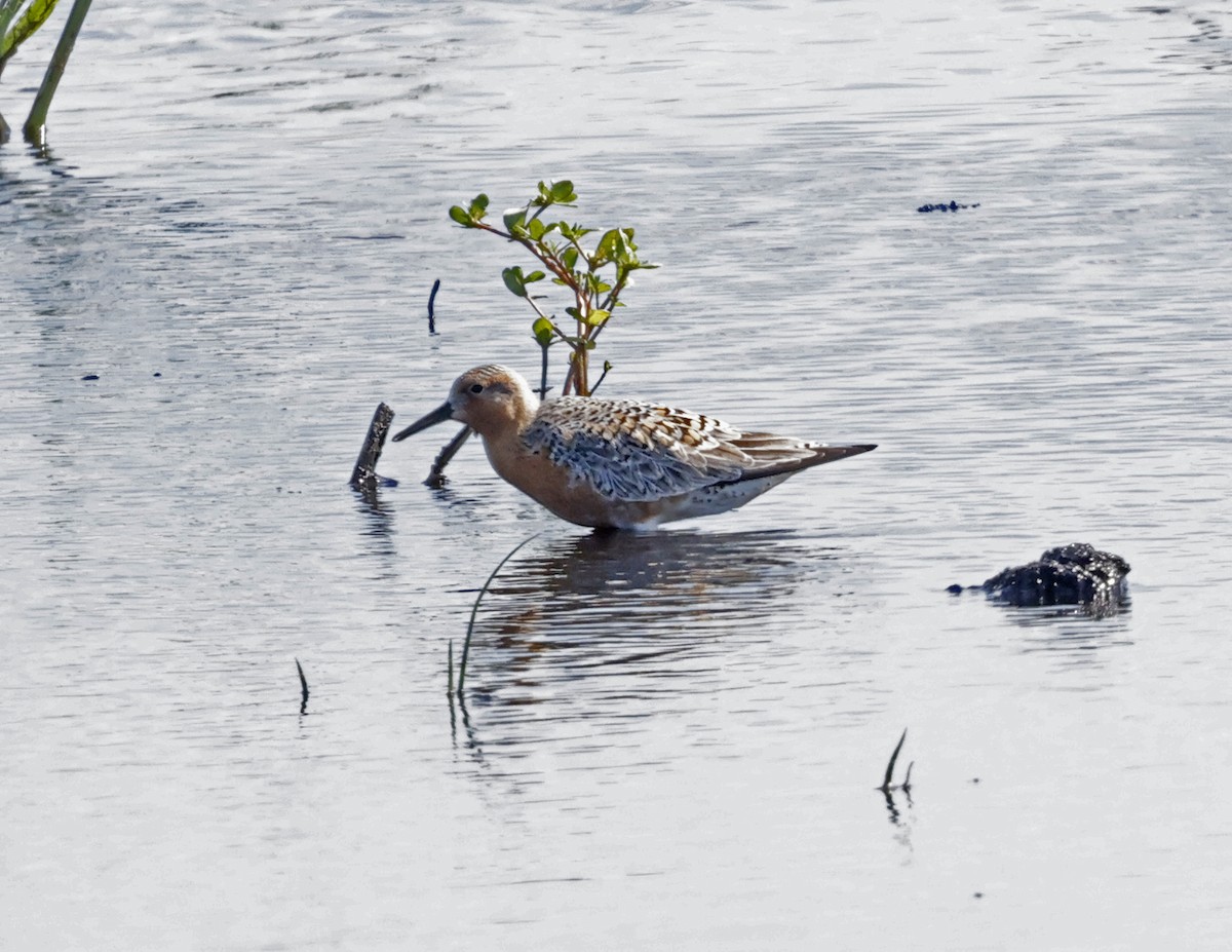 Red Knot - ML618520735