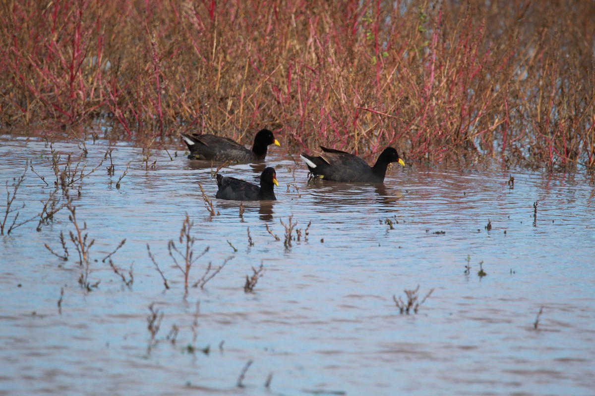 Red-fronted Coot - ML618520737
