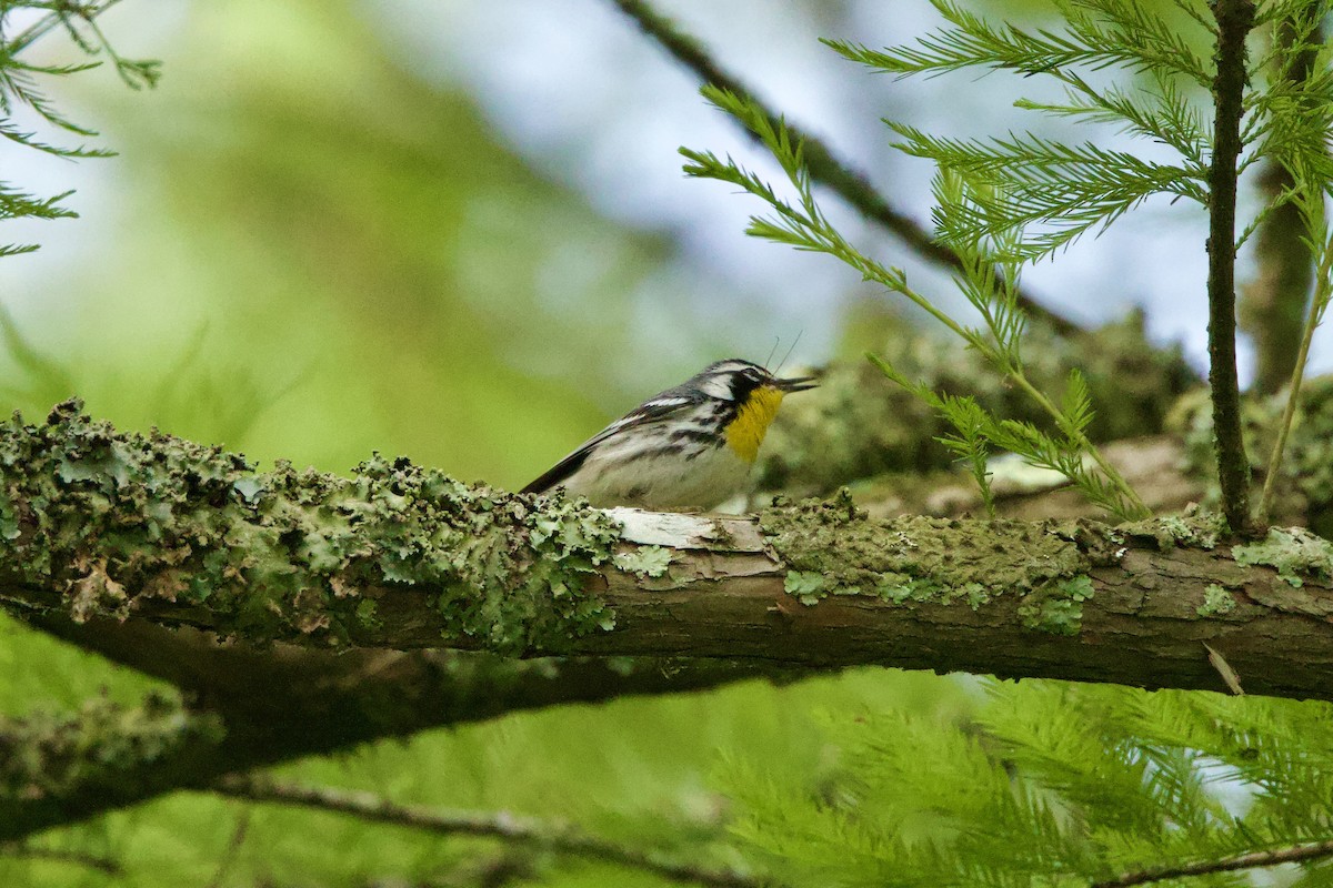 Yellow-throated Warbler - ML618520772