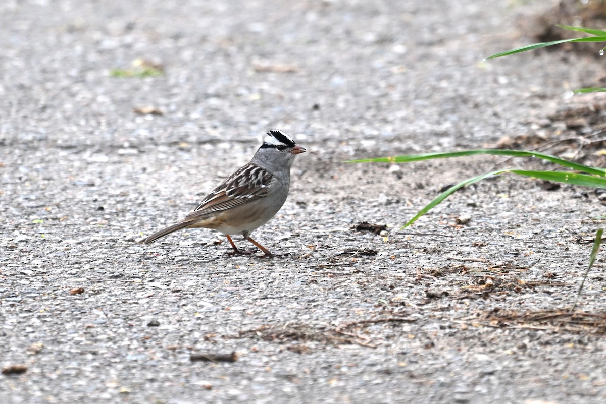 White-crowned Sparrow - Blake Livingston