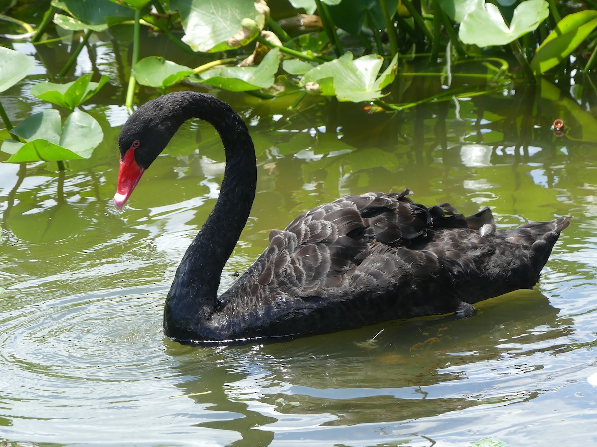 Black Swan - ML618520787